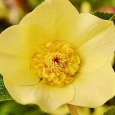 Морозник восточный Anemone Super Yellow Spotted