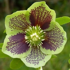 Морозник восточный Anemone Green Stopped