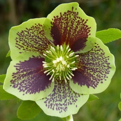 Морозник восточный Anemone Green Stopped
