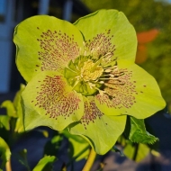 Морозник восточный Anemone Green Stopped