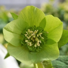 Морозник восточный Anemone Green 