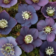 Морозник восточный Anemone Slaty Blue