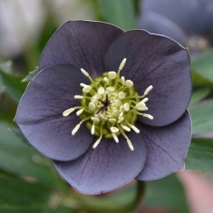 Морозник восточный Anemone Slaty Blue