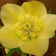 Морозник восточный Anemone Super Yellow