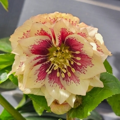 Морозник восточный Double Apricot Stoped