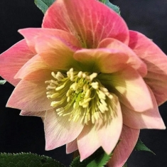 Морозник восточный Double Apricot 