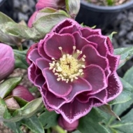 Морозник восточный Double Aubergine White Edge