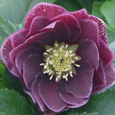 Морозник восточный Double Aubergine White Edge