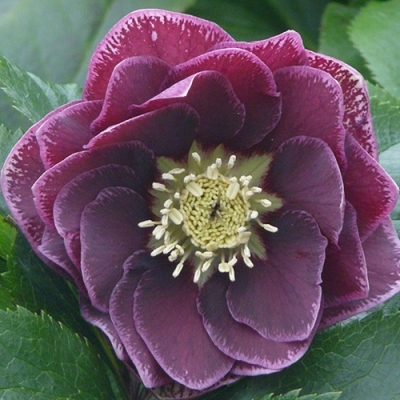 Морозник восточный Double Aubergine White Edge