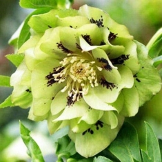 Морозник восточный Double Green Stopped