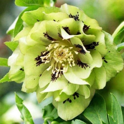 Морозник восточный Double Green Stopped