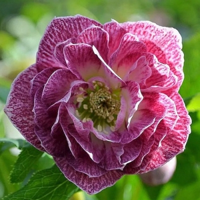 Морозник восточный Double Pink White Edge