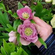Морозник восточный Double Pink White Edge