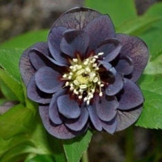 Морозник восточный Double Slaty Blue