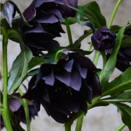 Морозник восточный Double Slaty Blue
