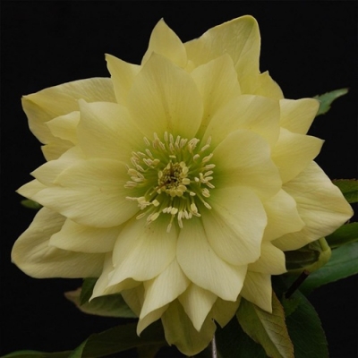 Морозник восточный Double Super Yellow