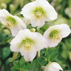 Морозник восточный Anemone White Lady