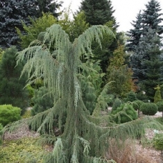 Можжевельник обыкновенный Хорстманн\Juniperus communis Horstmann