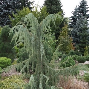 Можжевельник обыкновенный Хорстманн\Juniperus communis Horstmann