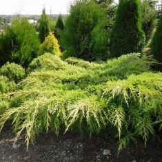 Можжевельник средний Пфитцериана Ауреа \ Juniperus Pfitzeriana Aurea