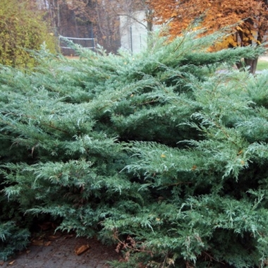 Можжевельник виргинский Хетц