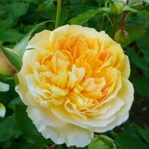 Роза английская Мулинекс (шраб)