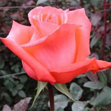 Роза чайно-гибридная Муви Стар