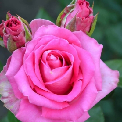 Роза почвопокровная Розовая Гроздь