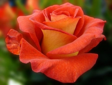 Роза чайно-гибридная Наранга