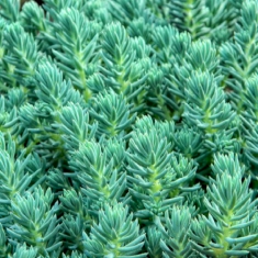 Очиток Blue Spruce
