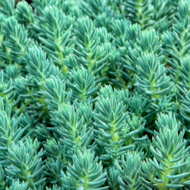 Очиток Blue Spruce