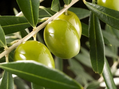Олива Европа (оливковое дерево)