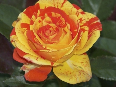 Роза английская Оранж Лемон