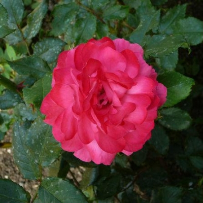 Роза плетистая Ореанда