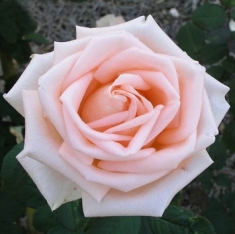 Роза чайно-гибридная Осиана