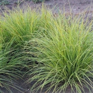Осока Горная Раурейф (Carex montana Raureif)