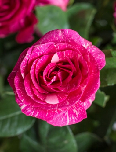Роза чайно-гибридная Пандора