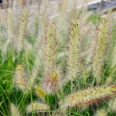 Пеннисетум Кассиан, Pennisetum Cassian