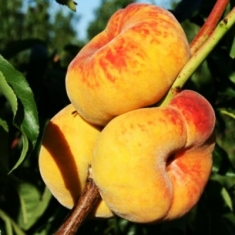 Персик инжирный Свит Багел