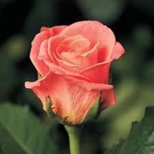 Роза чайно-гибридная  Мисс Пигги
