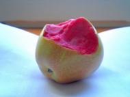 Яблоня розовомясая Пинк Перл