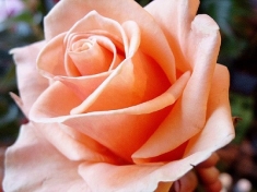 Роза чайно-гибридная Примадонна