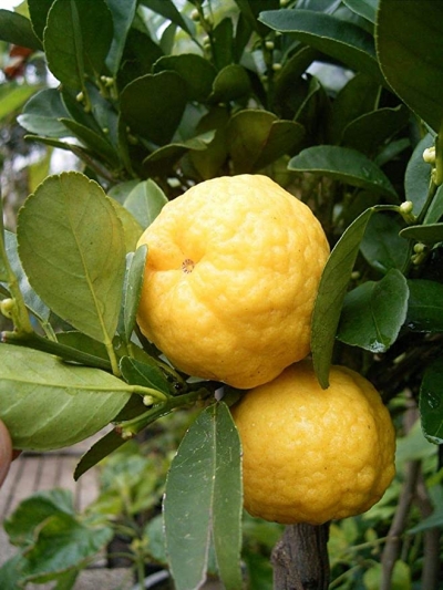 Дерево-сад лайм Леметта Пурша + лимон Киевский крупноплодный