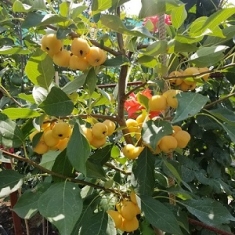 Яблоня райская дерево сад (желтая + красная)
