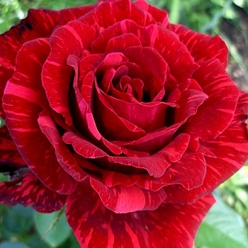 Роза чайно-гибридная Ред Интуишн\Red Intuition