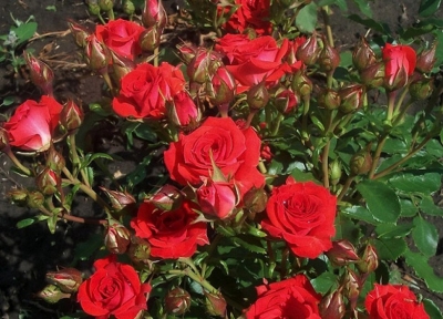 Роза миниатюрная Ред Микадо