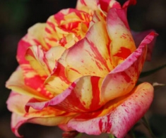 Роза миниатюрная Папагайо
