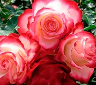 Роза чайно-гибридная Росинка