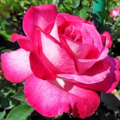Роза чайно-гибридная Гожар
