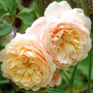 Роза английская Крокус Роуз